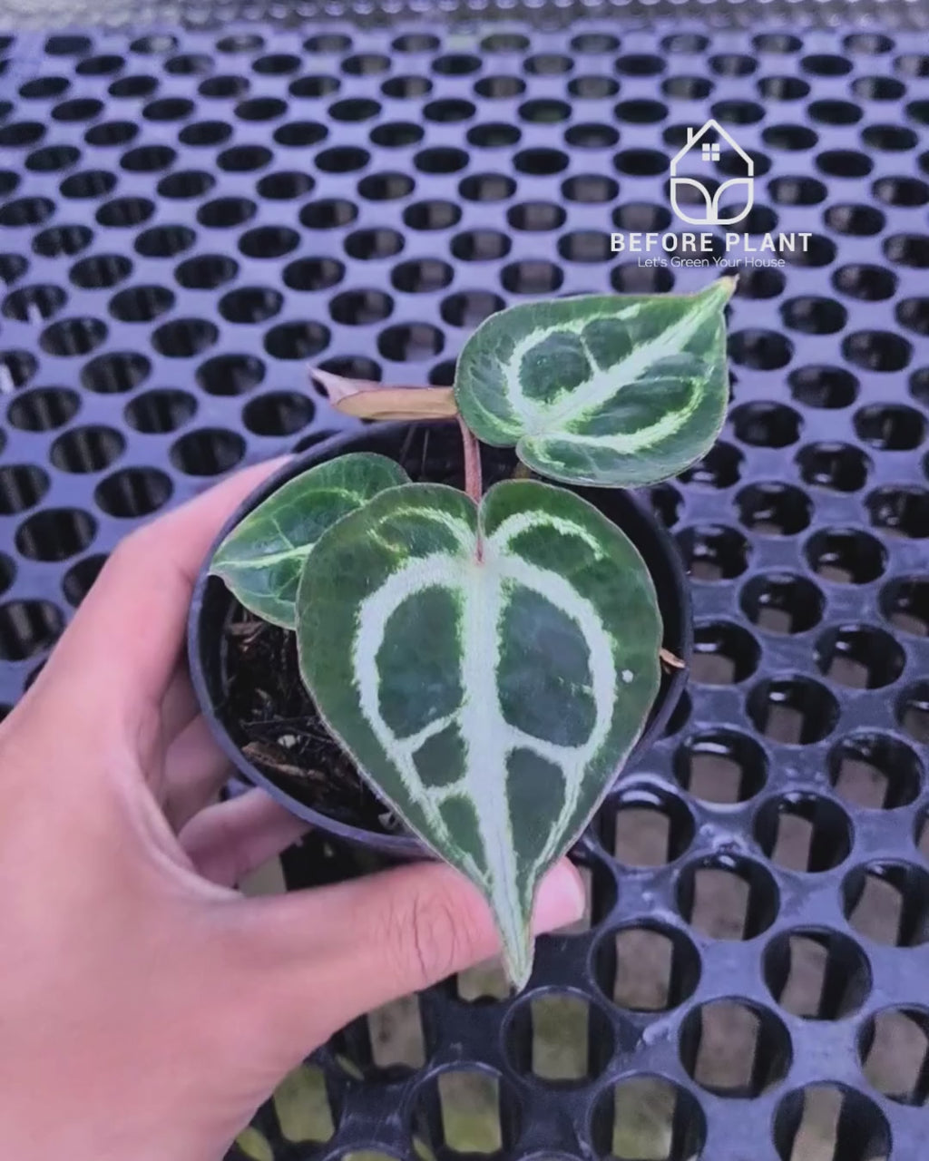 Anthurium Dorayaki x Red Tiger