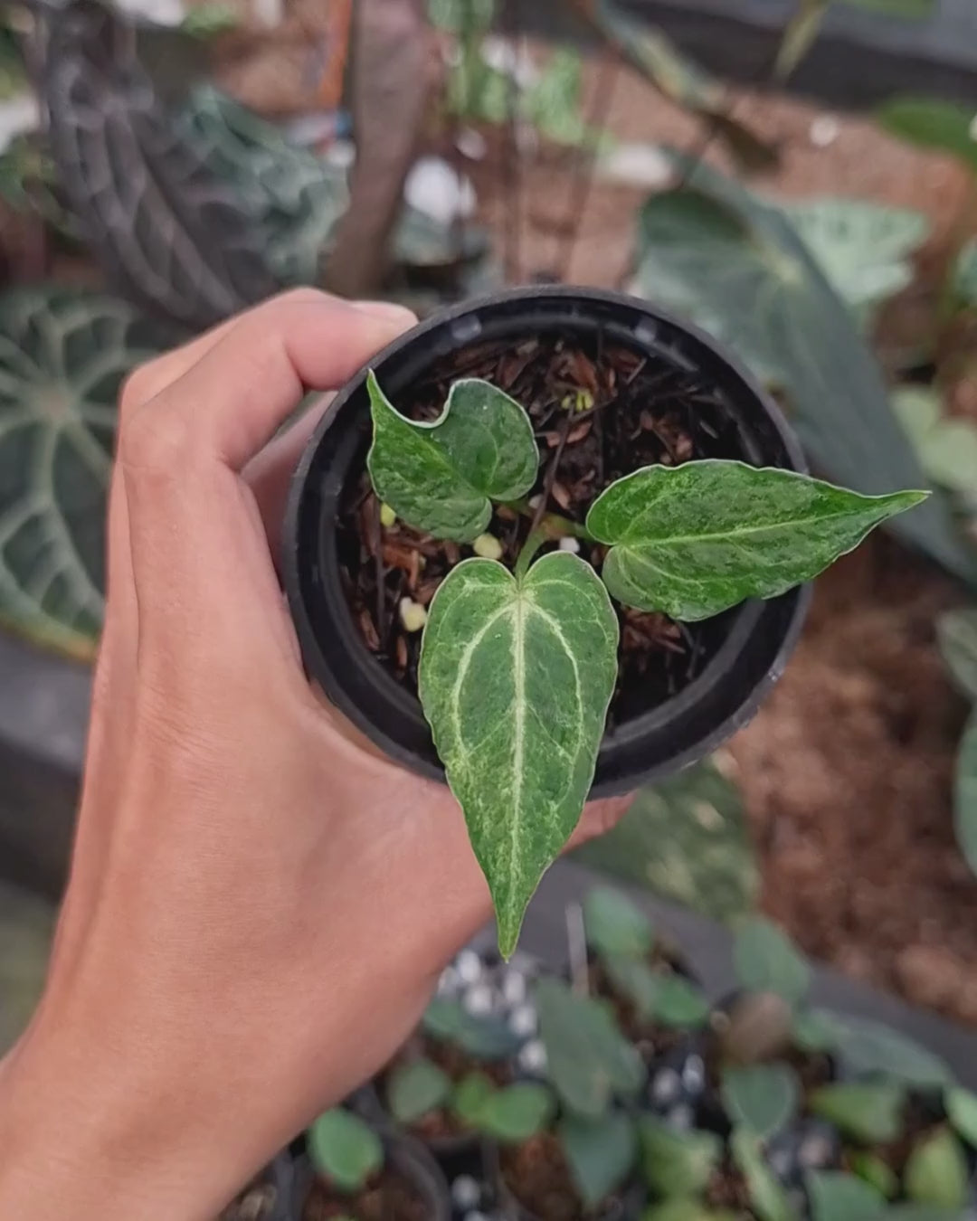 Anthurium Forgetii Blister x Silver Blush