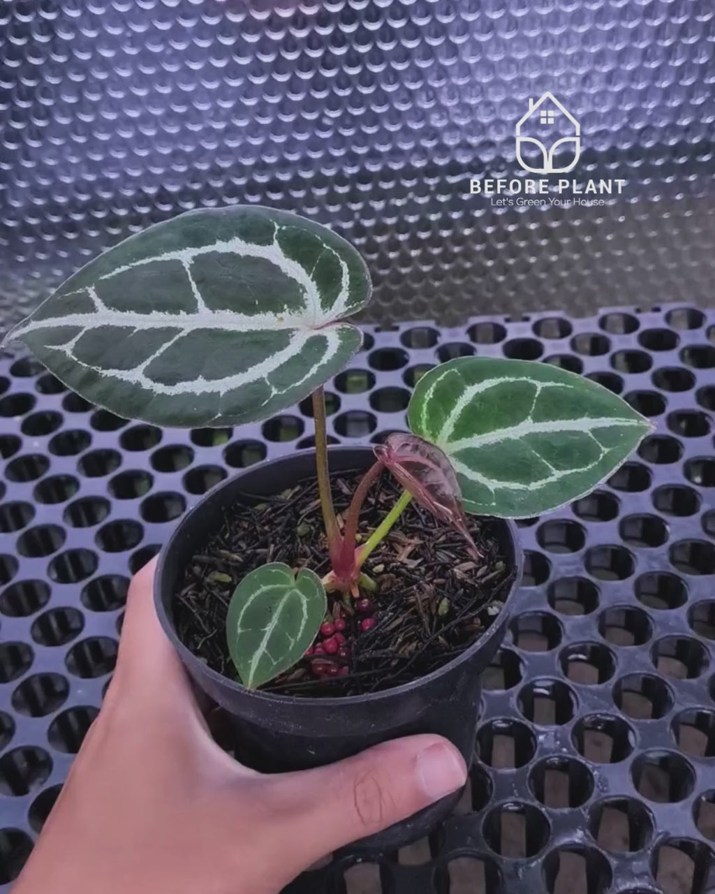 Anthurium Panglima x Black Velvet Indo Type ( BVIT )