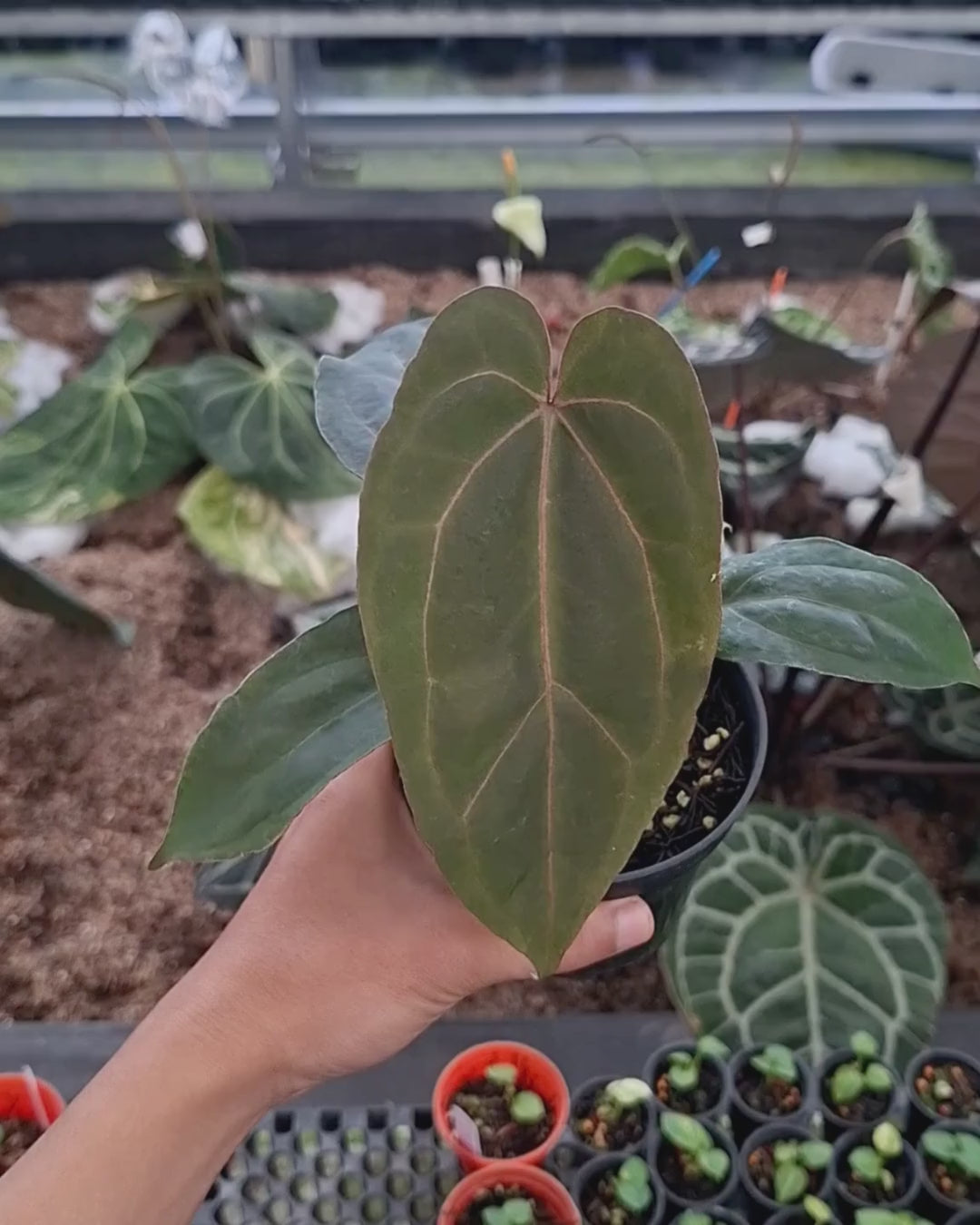 Anthurium Indigo x Blood Of Blue