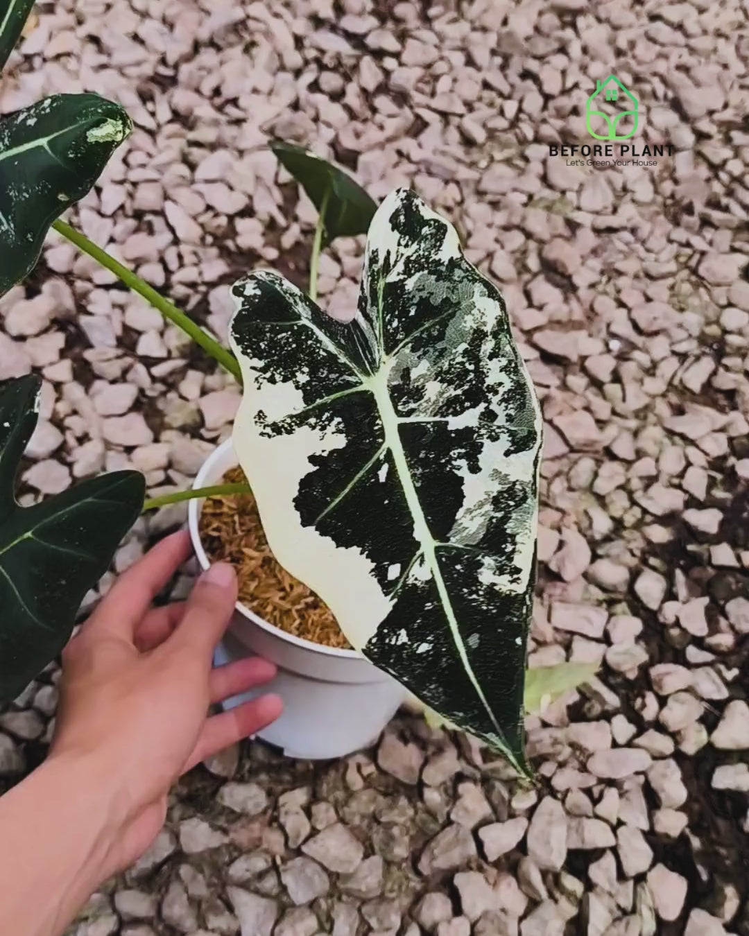 Alocasia Frydek Variegated