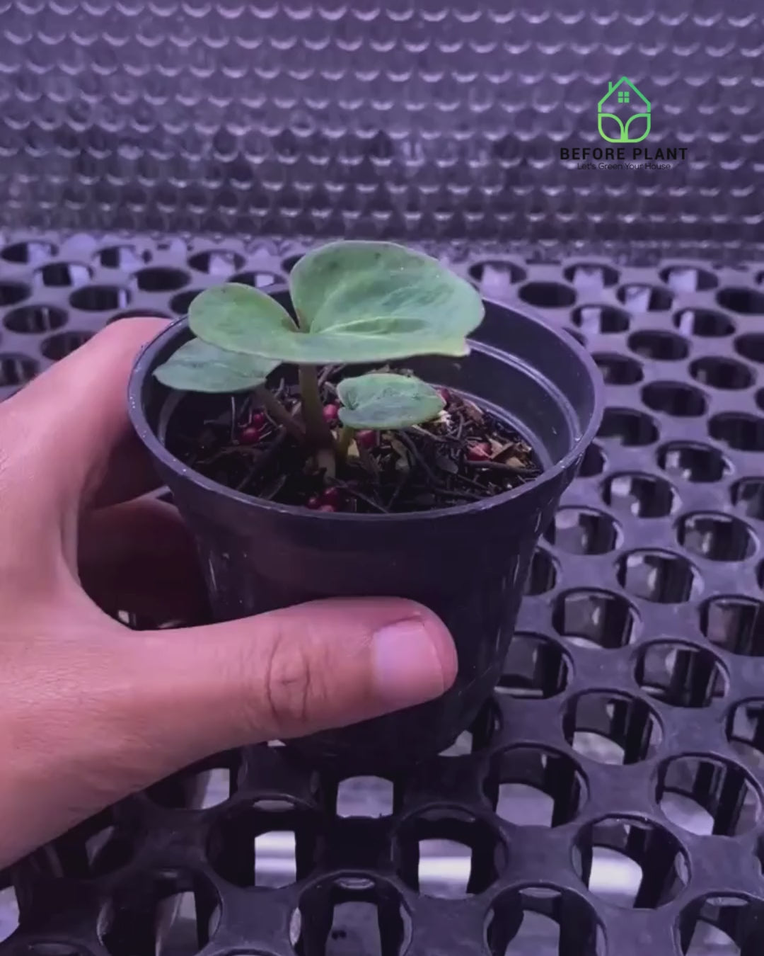 Anthurium King of Spades (HU) Seedling