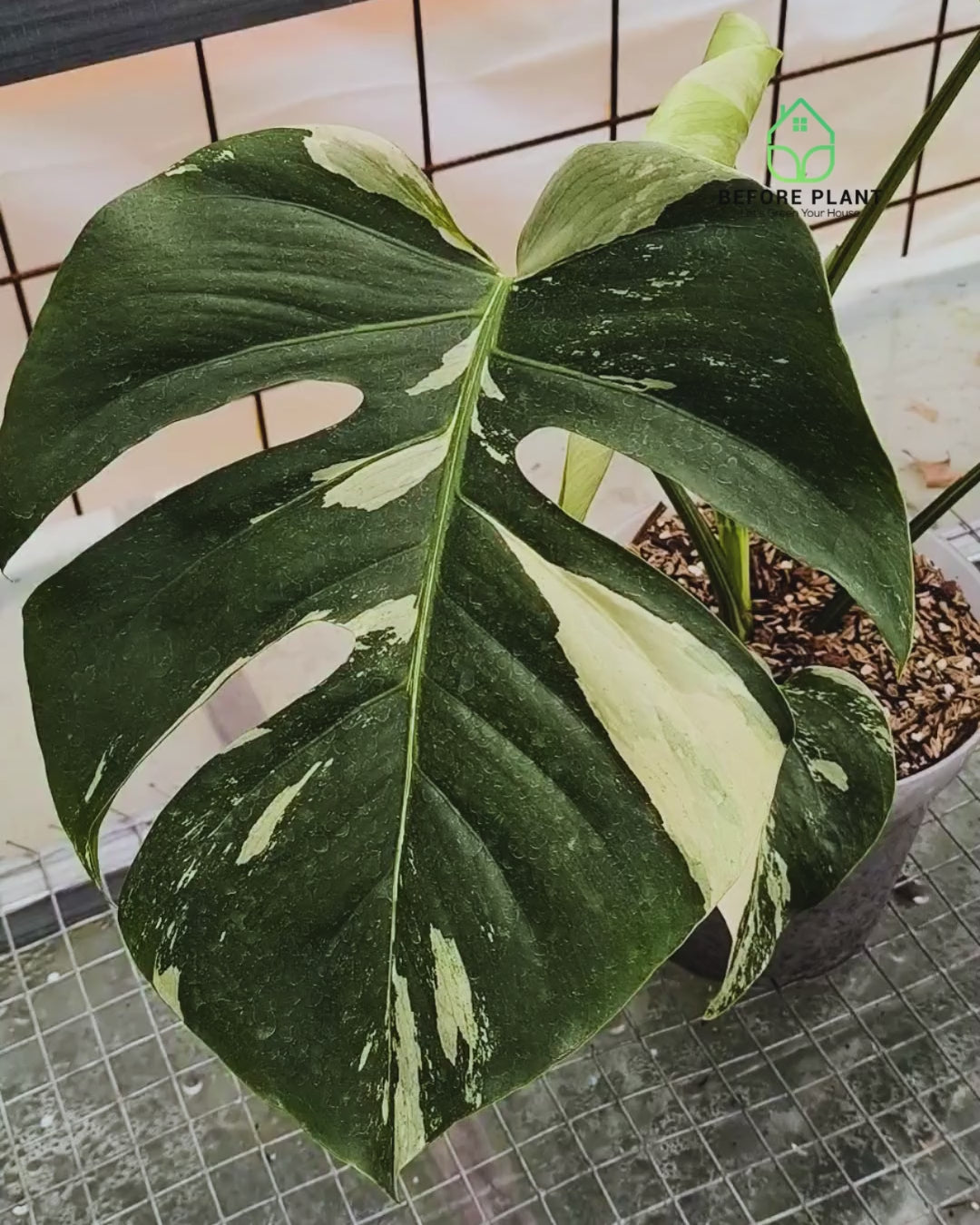 Monstera Jungle Mint