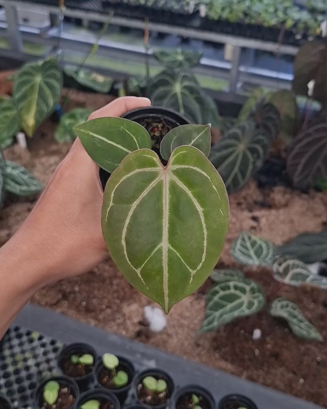 Anthurium Black Venom x Angela Black Widow