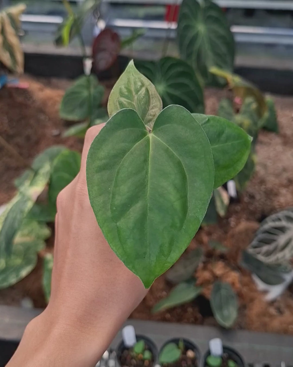 Anthurium Goliath Red Vein Dark Phoenix ( RVDP ) x Self