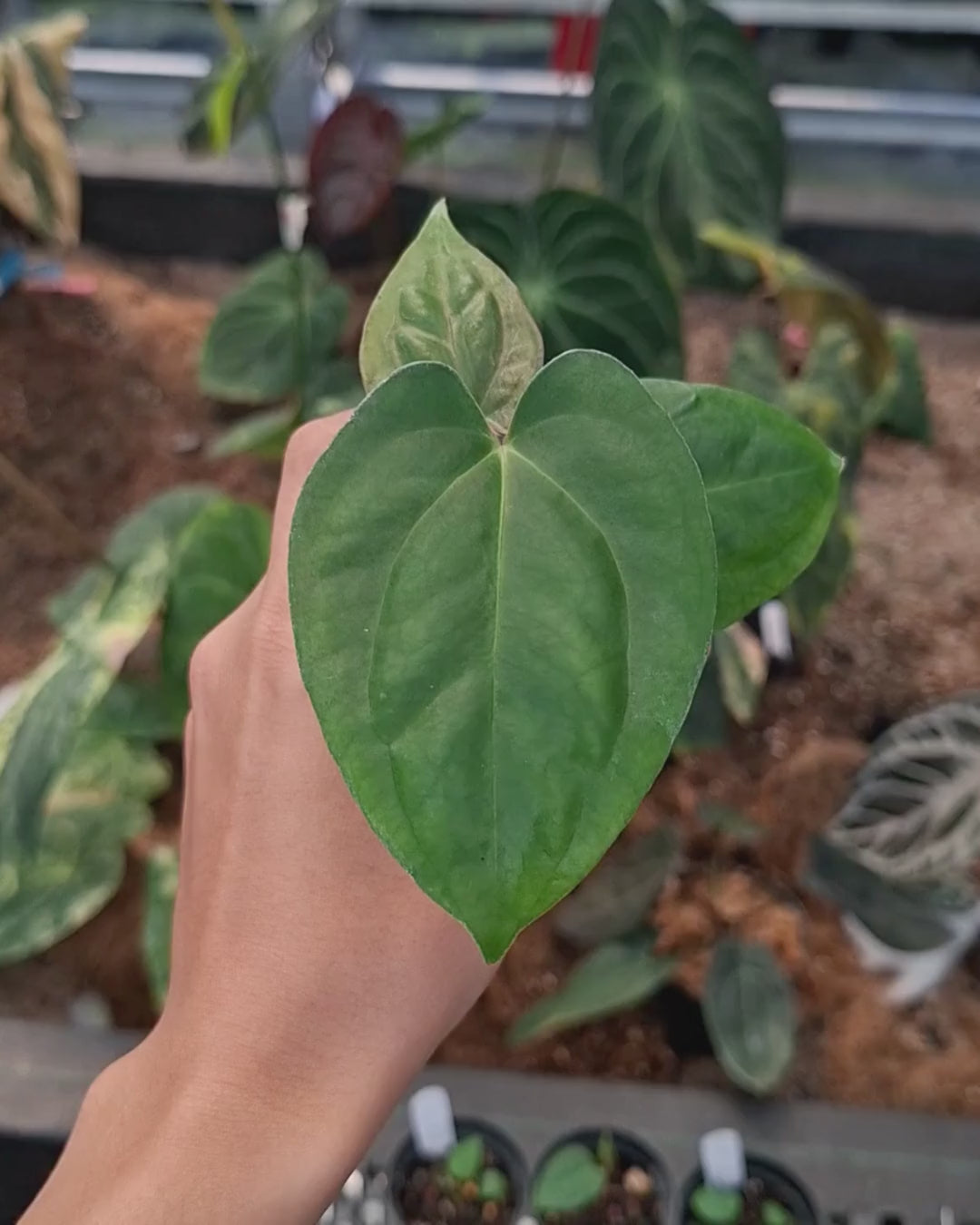 Anthurium Goliath Red Vein Dark Phoenix ( RVDP ) x Self
