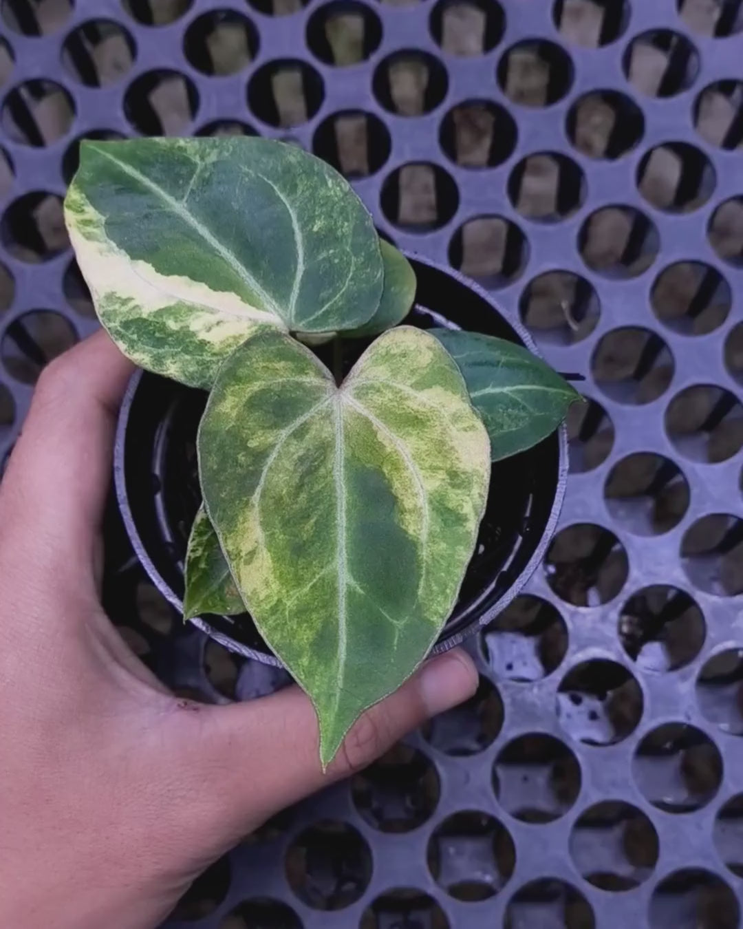 Anthurium Black Venom x Angela Black Widow