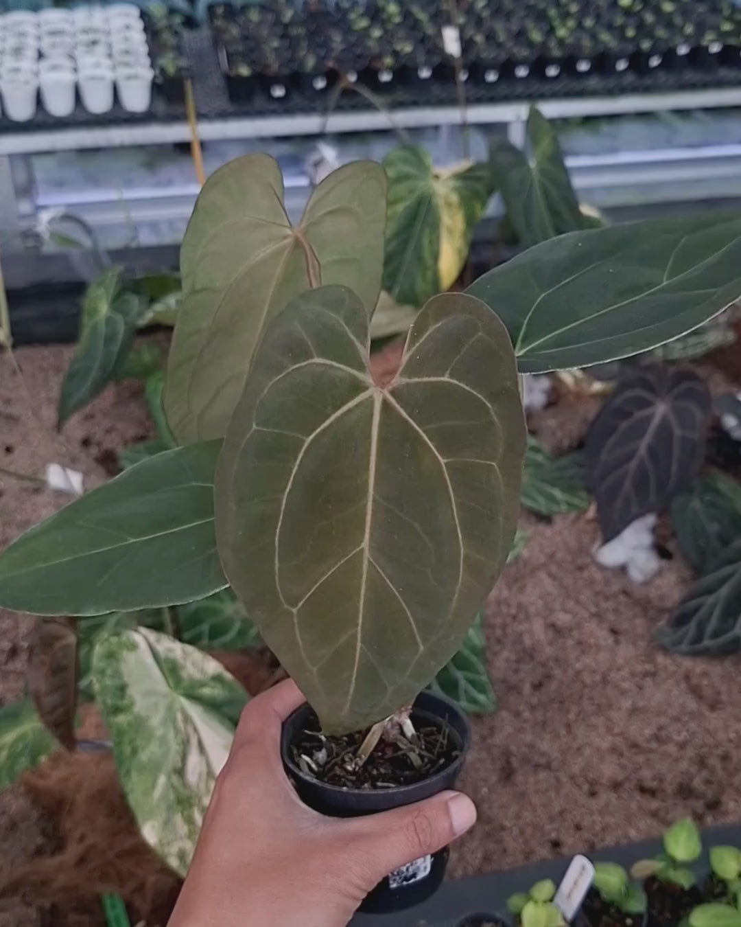 Anthurium Fort Sherman x Zara Michelle
