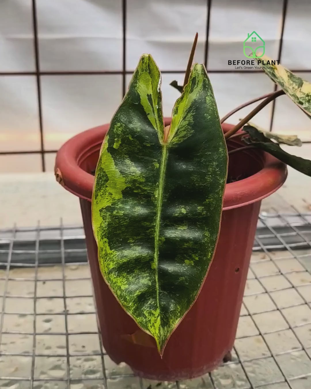 Philodendron Billietiae Variegated