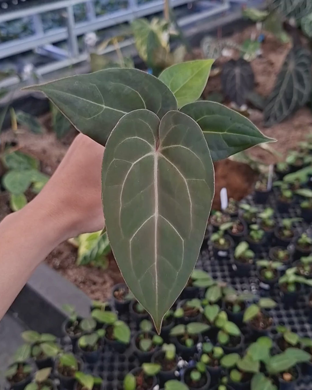 Anthurium Papillilaminum x Indigo