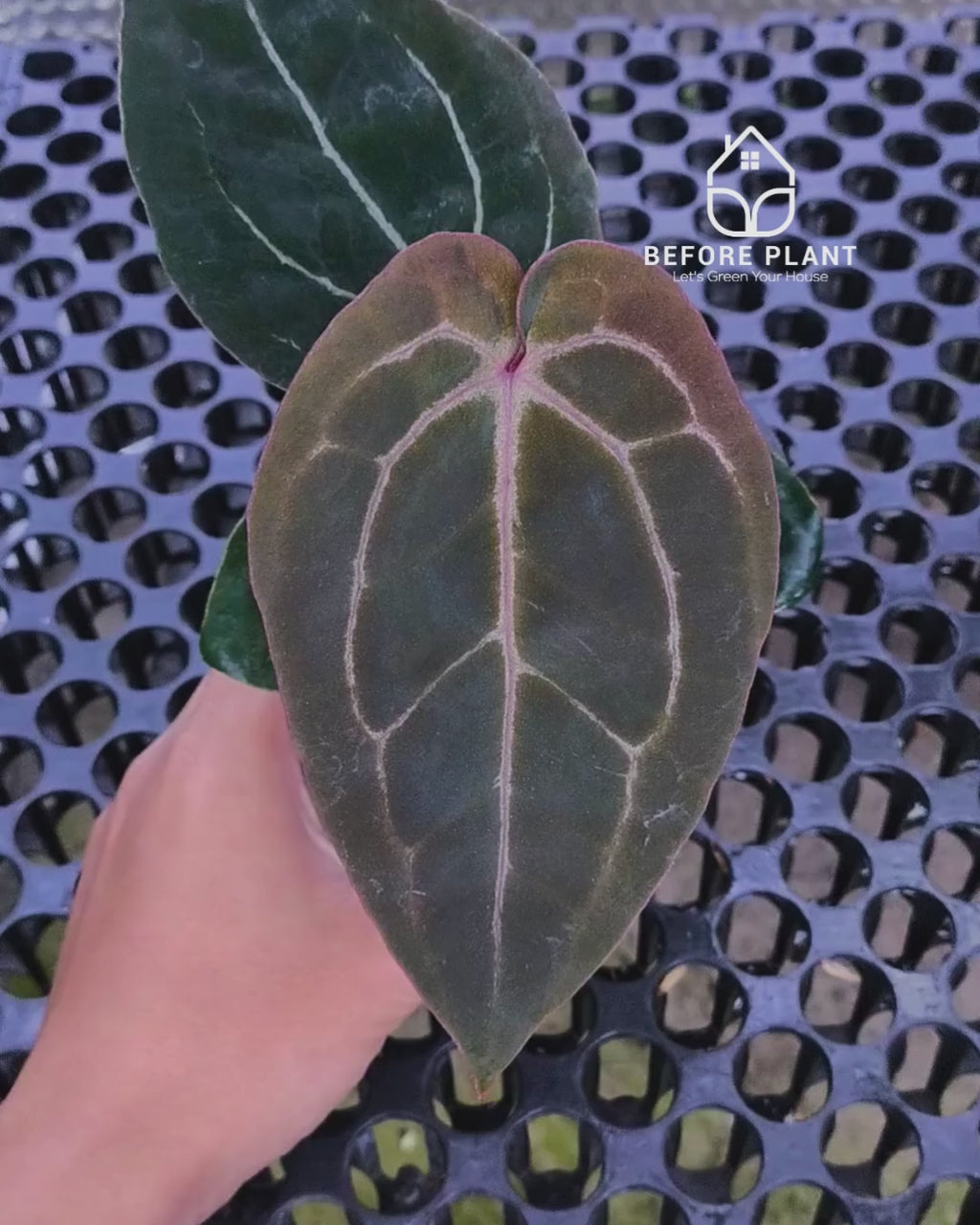 Anthurium Black Muscle x Tortoise Grey