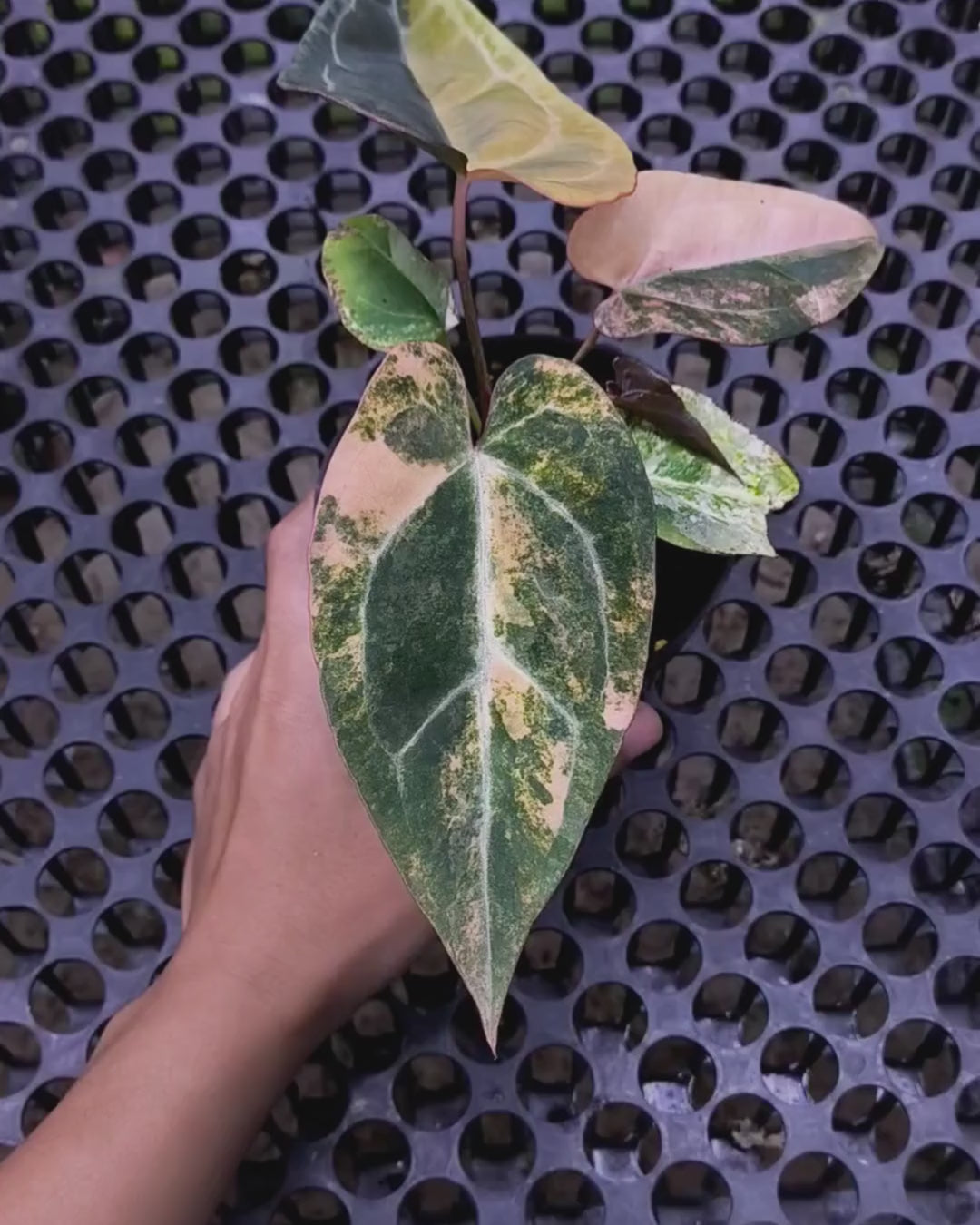 Anthurium Black Venom x Twilight Armor