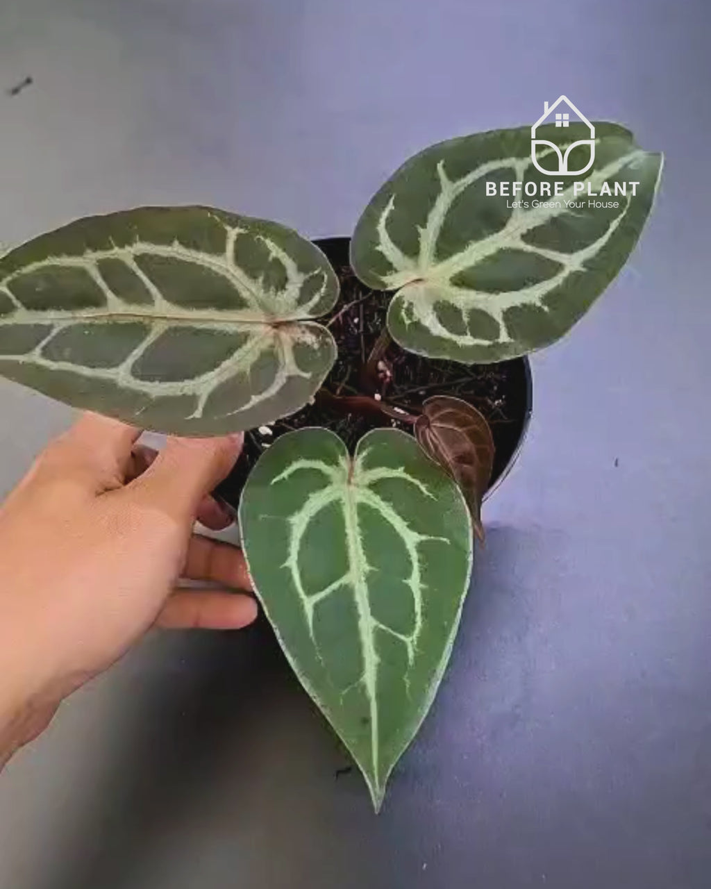 Anthurium Michelle X BVIT ZM RED