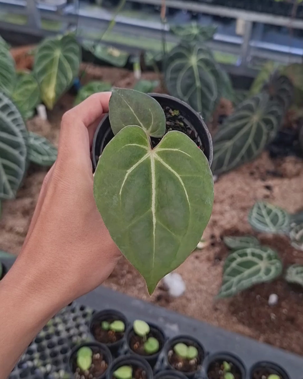 Anthurium Black Venom x Angela Black Widow