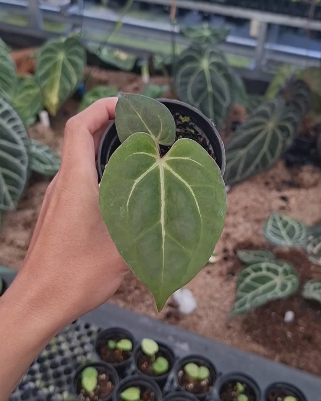 Anthurium Black Venom x Angela Black Widow
