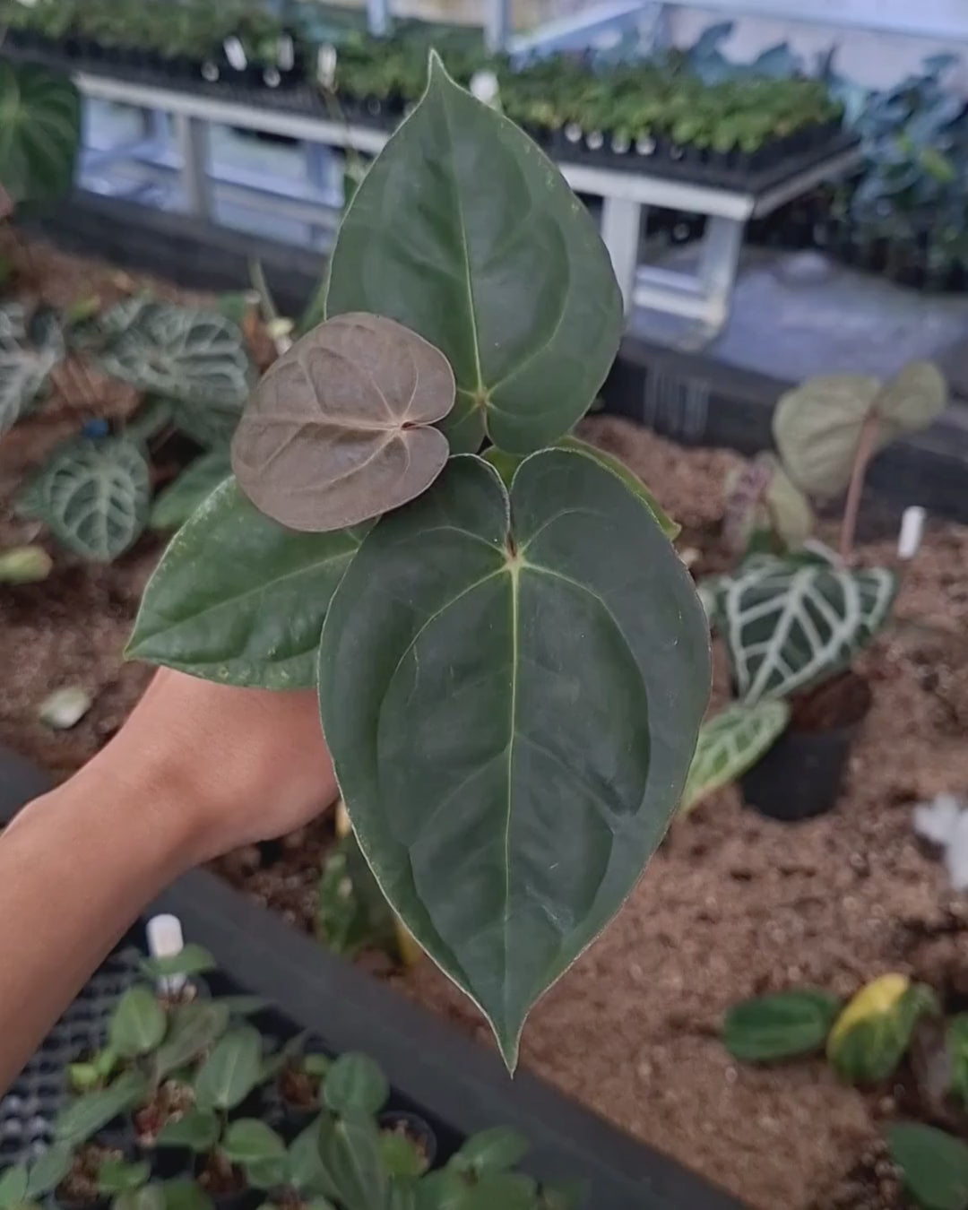 Anthurium Goliath x Michelle Pink