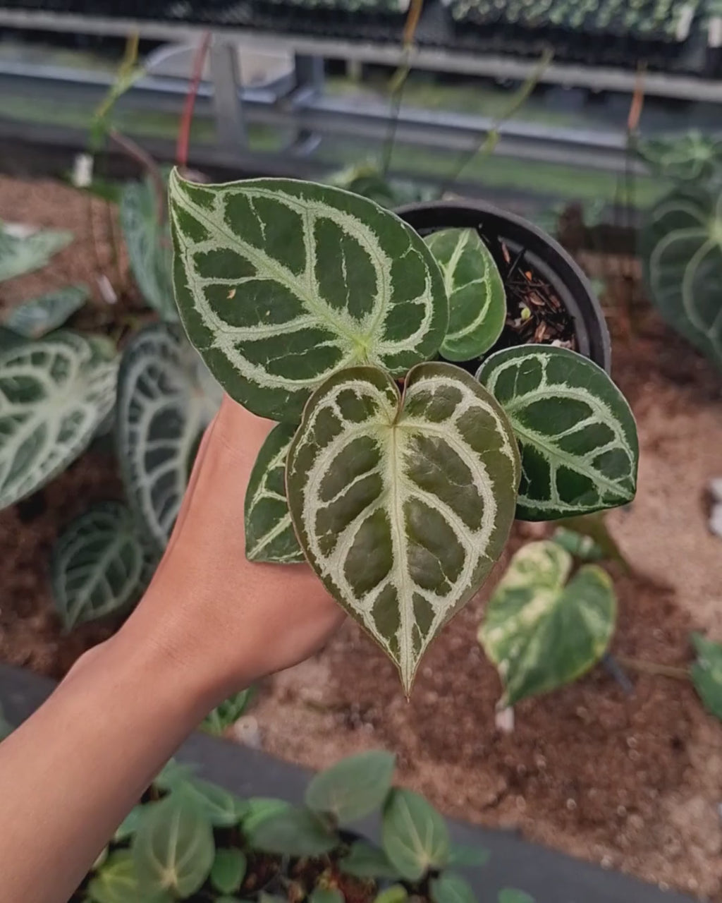 Anthurium King Of Spades / HU x Red Crystal NSE