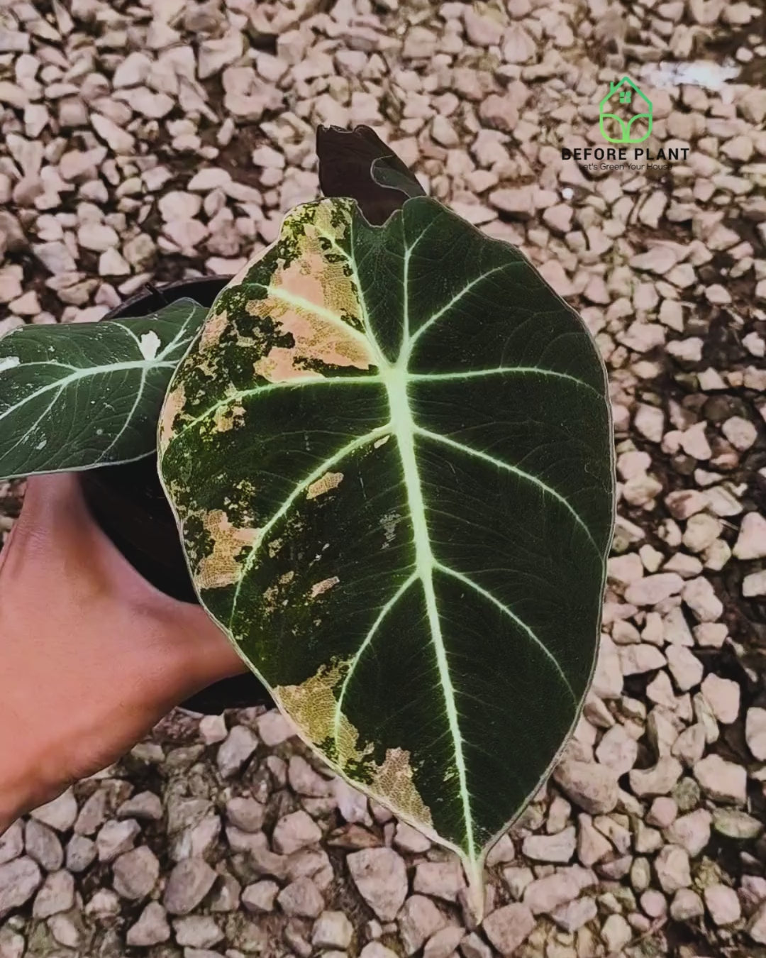 Alocasia Black Velvet Gold