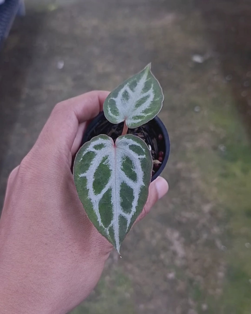 Anthurium Michelle x Silver Blush KOS/HU