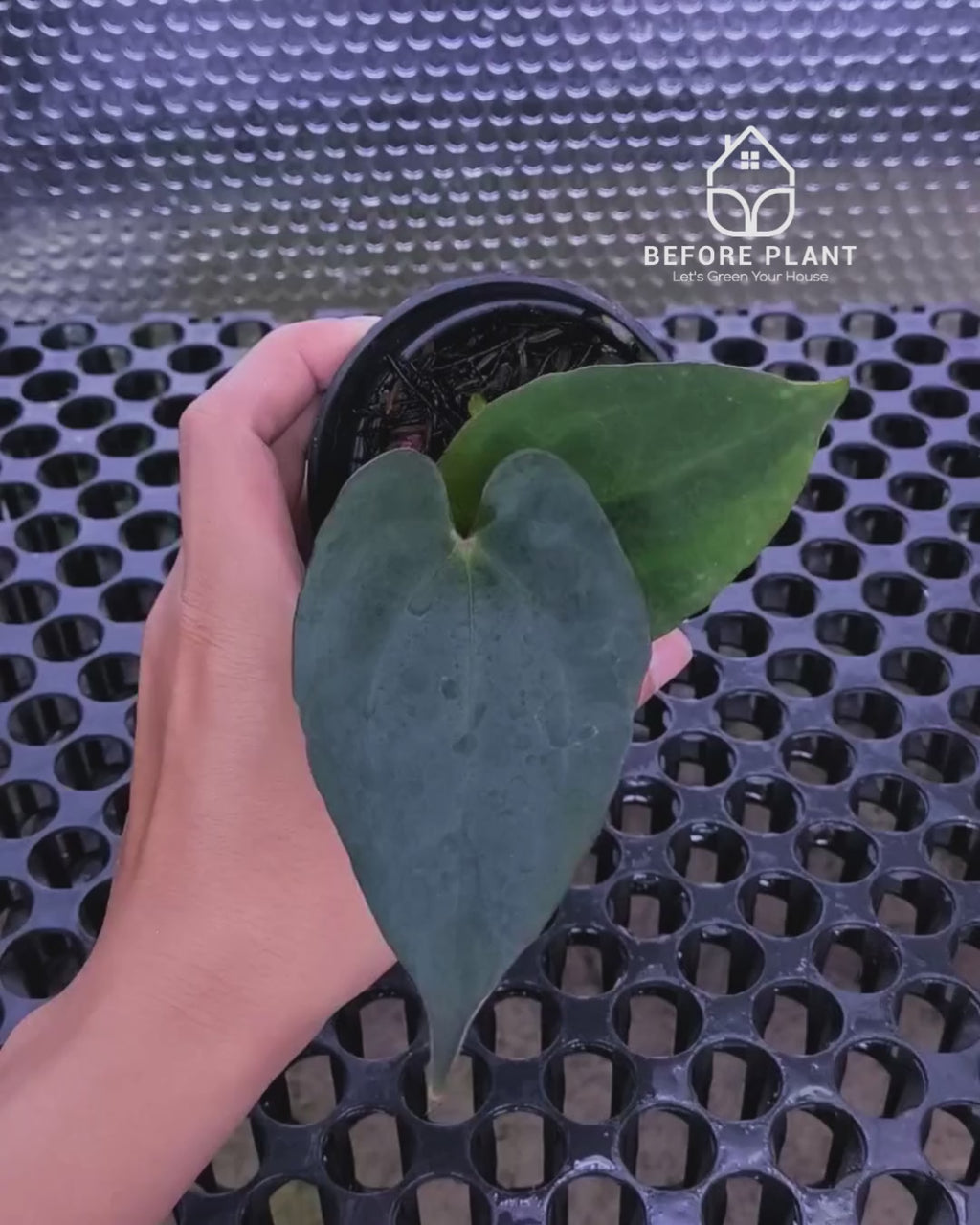 Anthurium Black Venom x Red Vein Dark Phoenix ( RVDP )