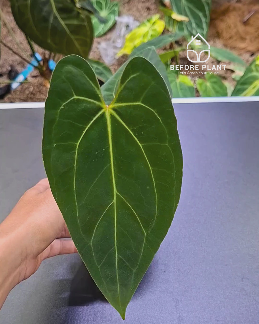 Anthurium Night Queen X Red Crystallinum