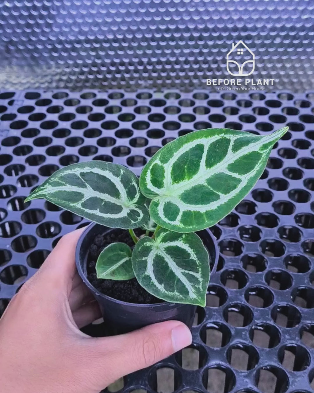 Anthurium Dorayaki x Red Tiger