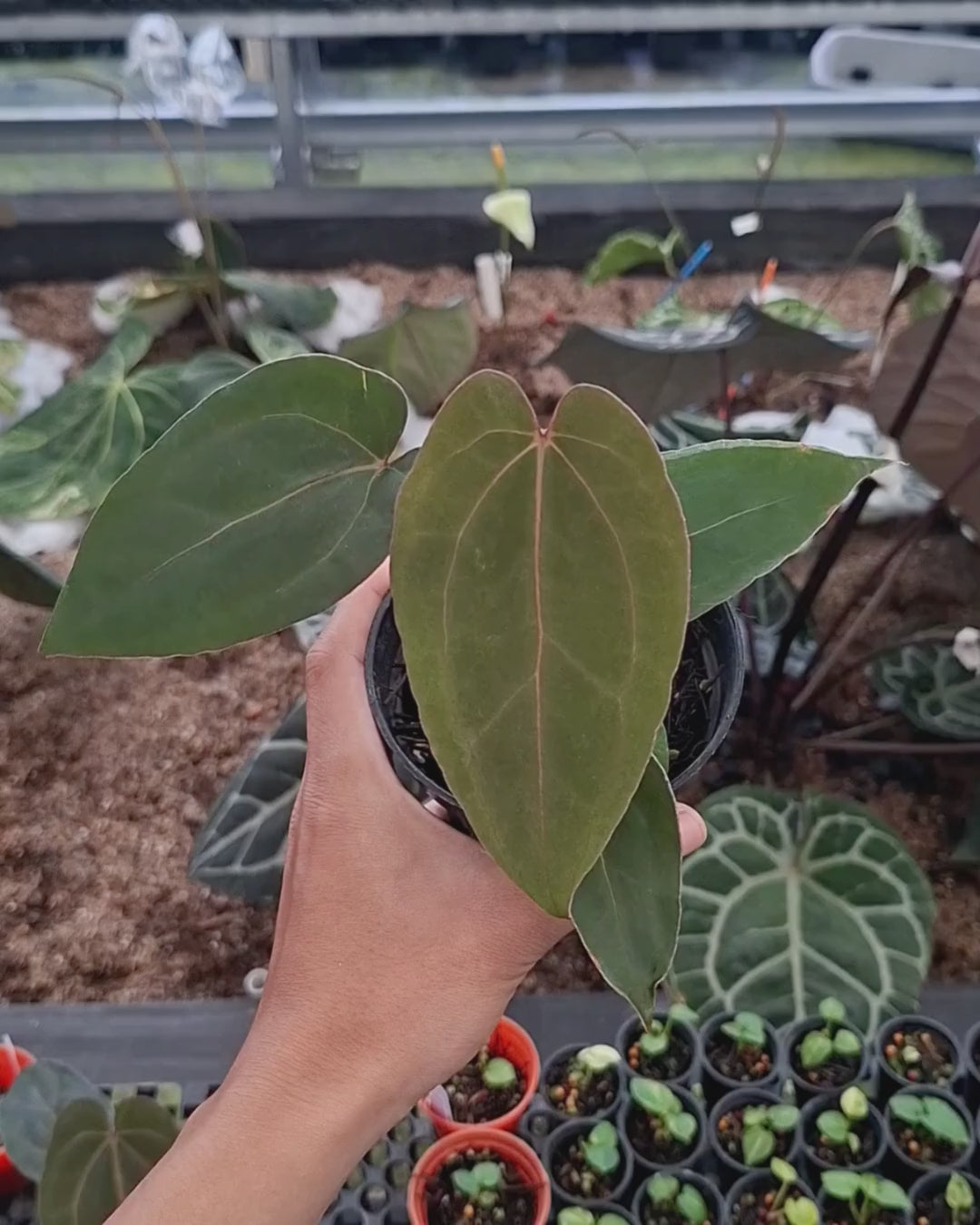 Anthurium Indigo x Blood Of Blue