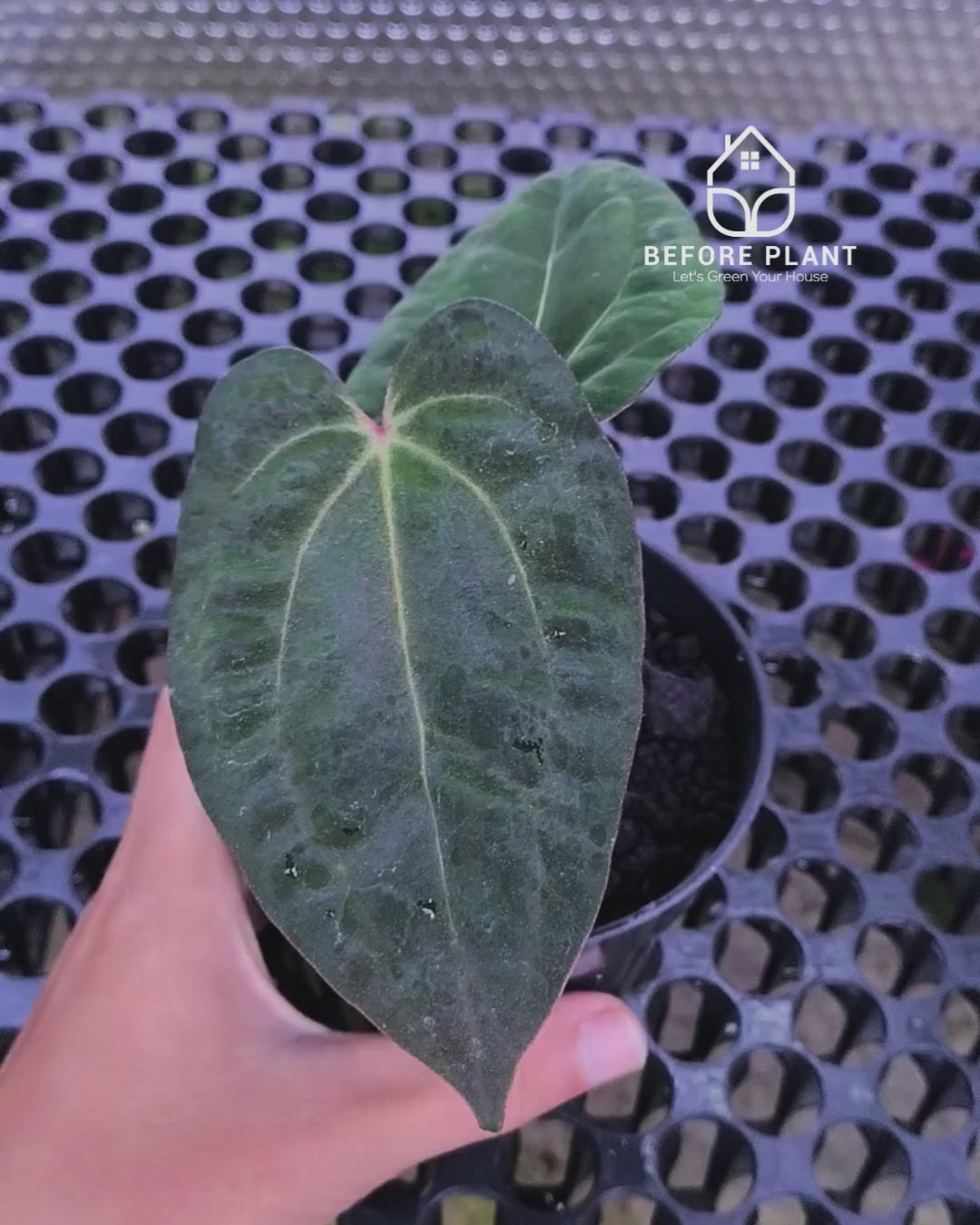 Anthurium Night Queen X Red Crystallinum