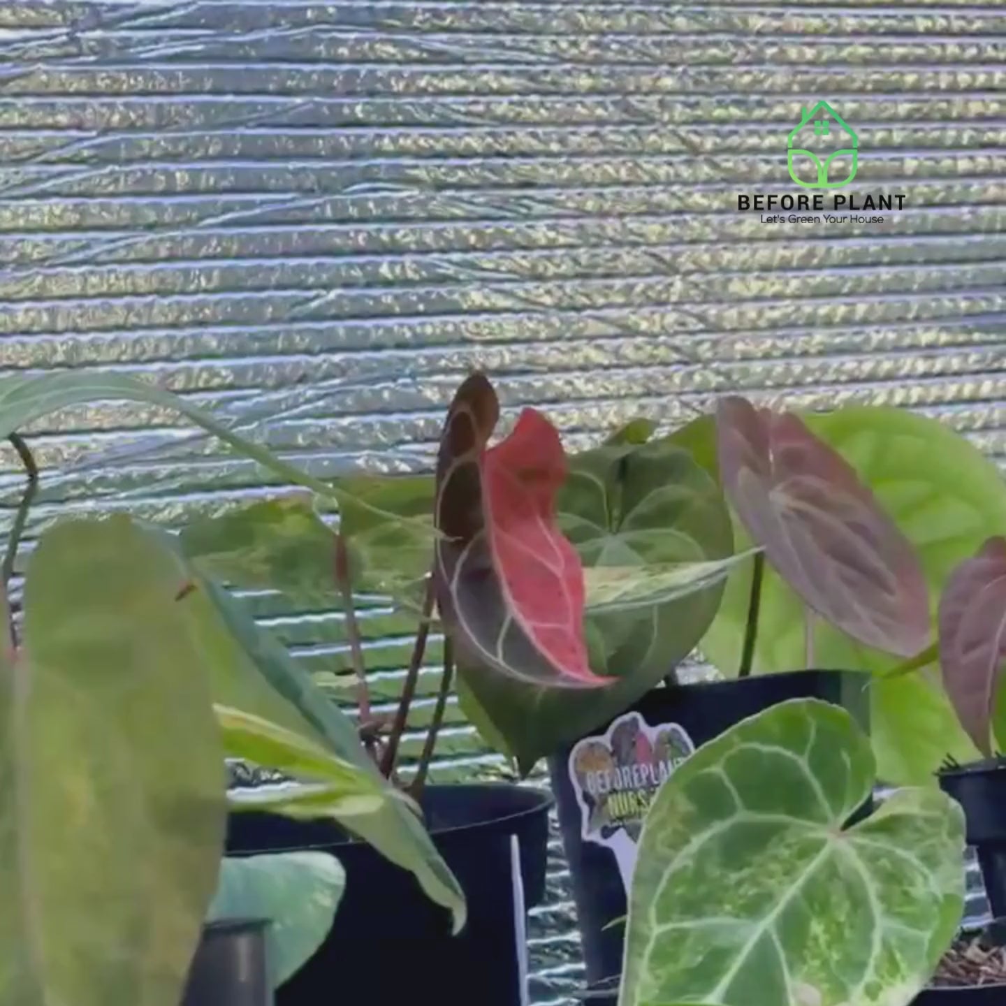 Anthurium Crystallinum Variegated pink