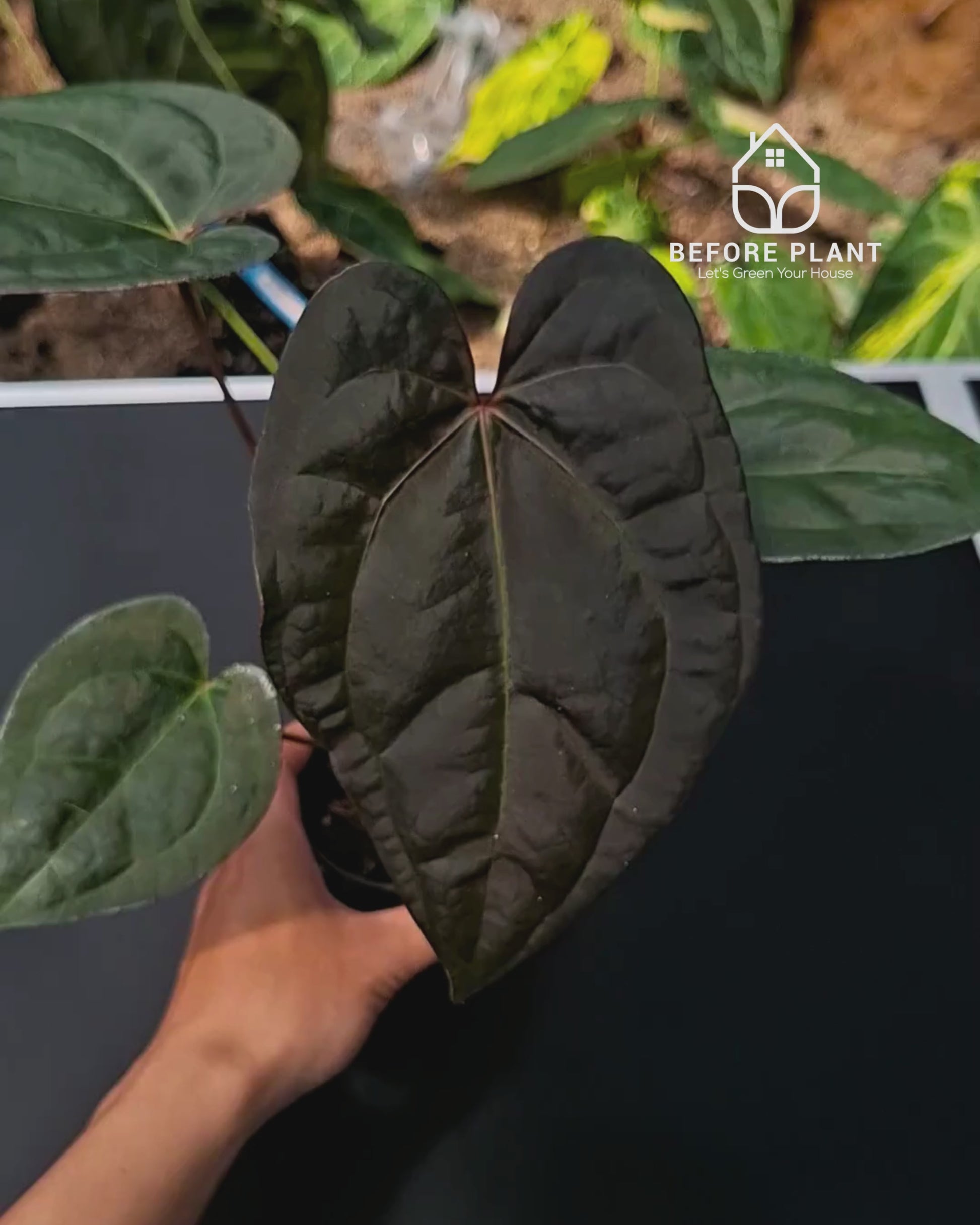 Anthurium Night Queen x Zara Michelle