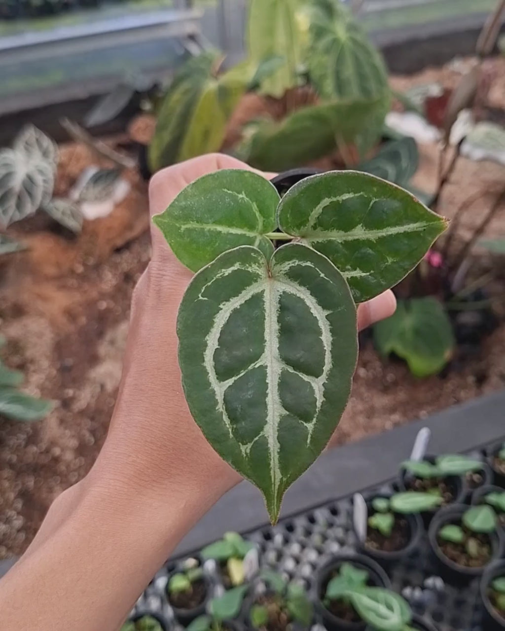 Anthurium Silver x Magnificum