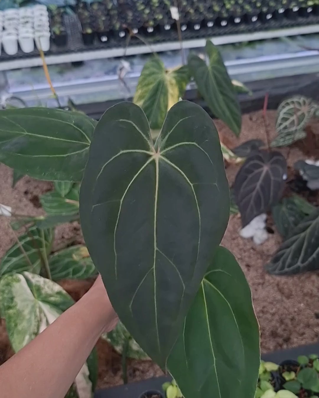 Anthurium Fort Sherman x Zara Michelle