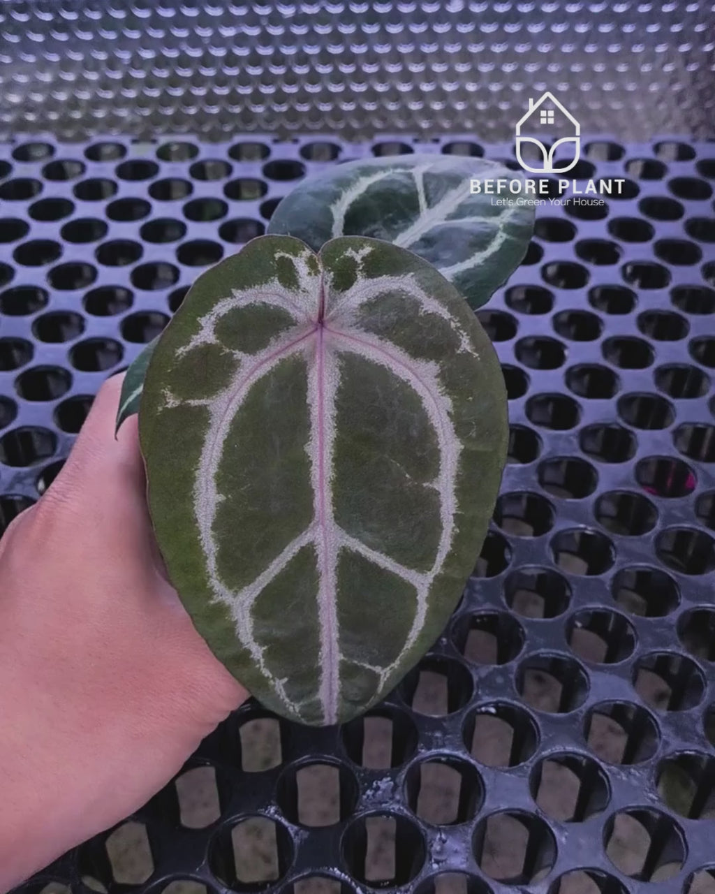 Anthurium Michelle Pink x Self