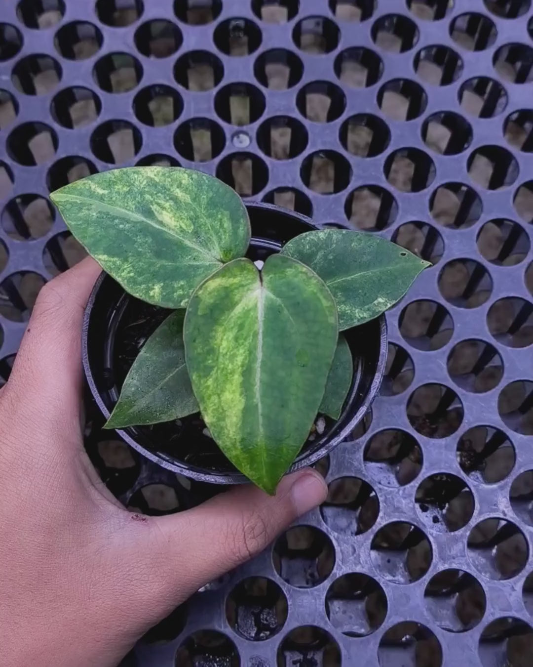 Anthurium Black Venom x Angela Black Widow