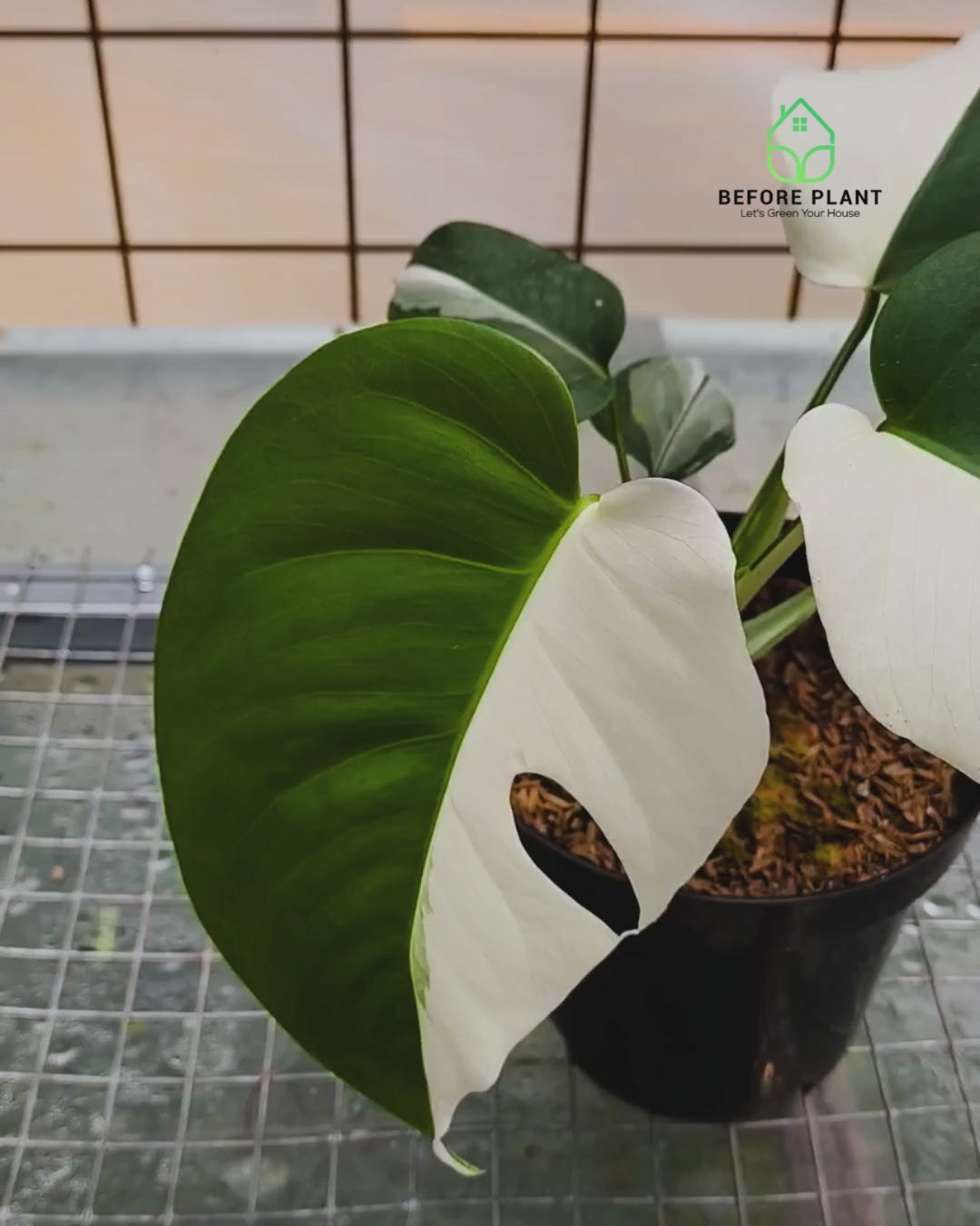Monstera Borsigiana Variegated
