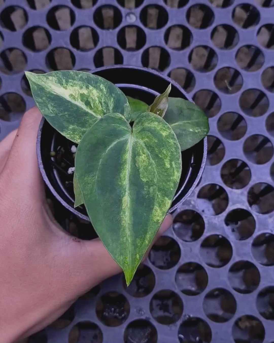 Anthurium Black Venom x Angela Black Widow