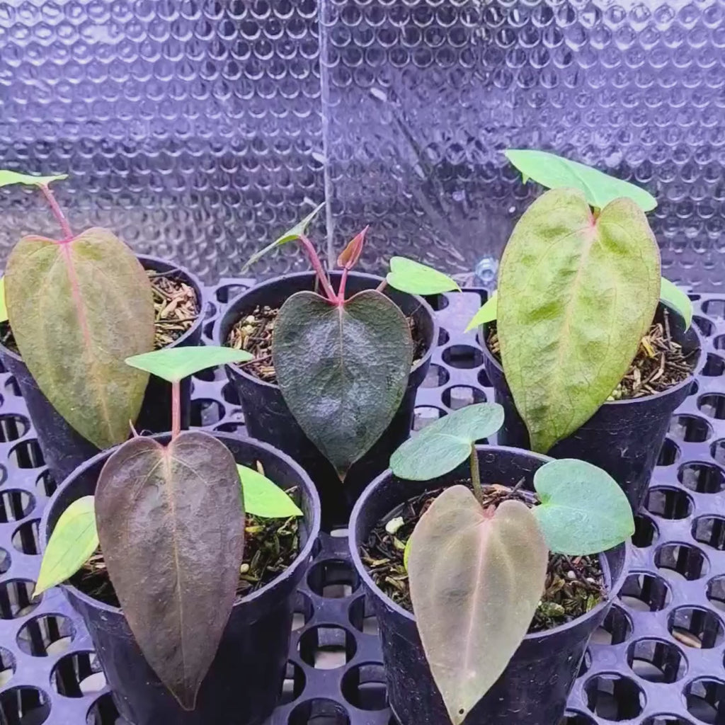 Anthurium Carla Portilae NSE x Black Sweet