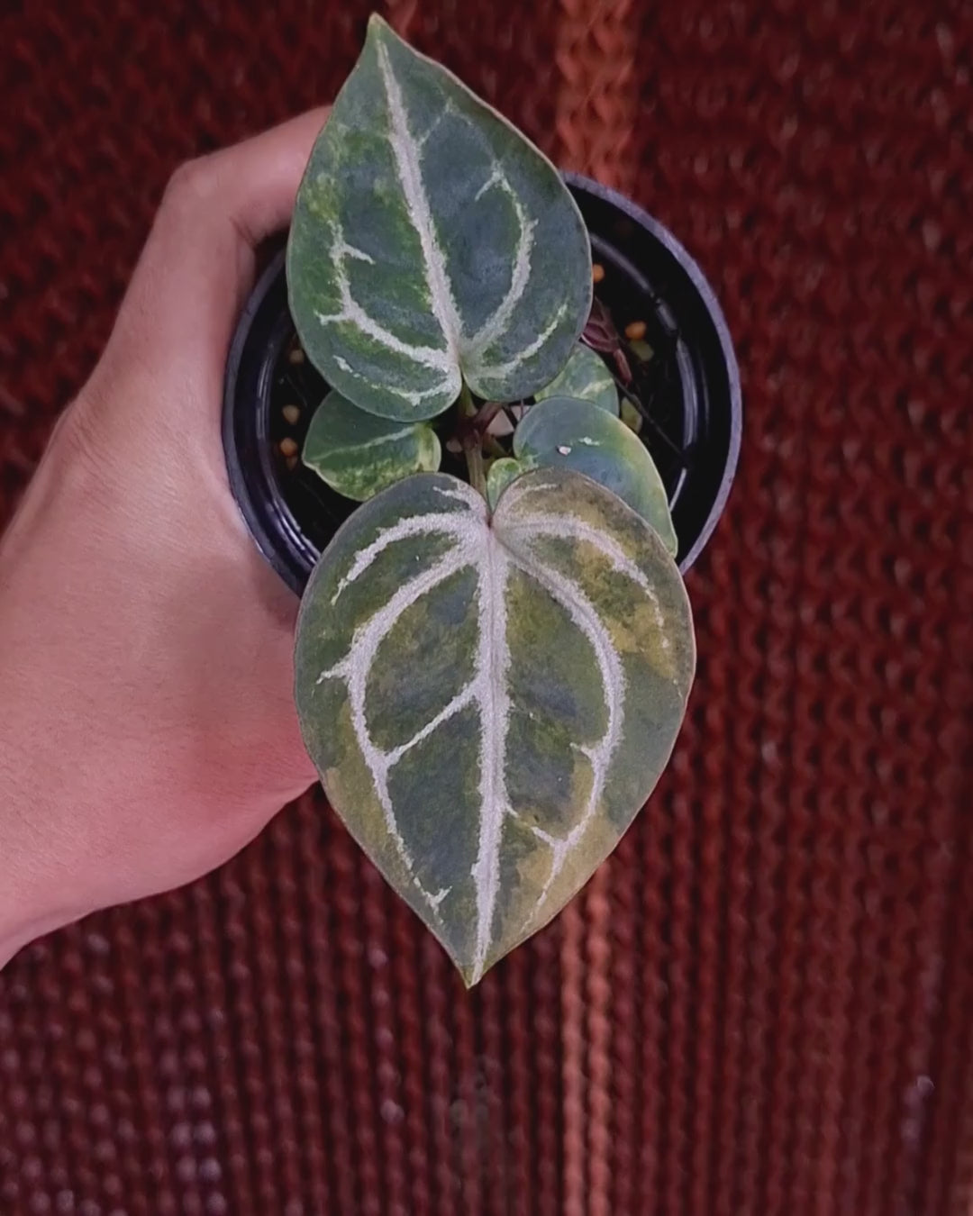 Anthurium Michelle Variegated x Pink Lemonade Black Widow Michelle