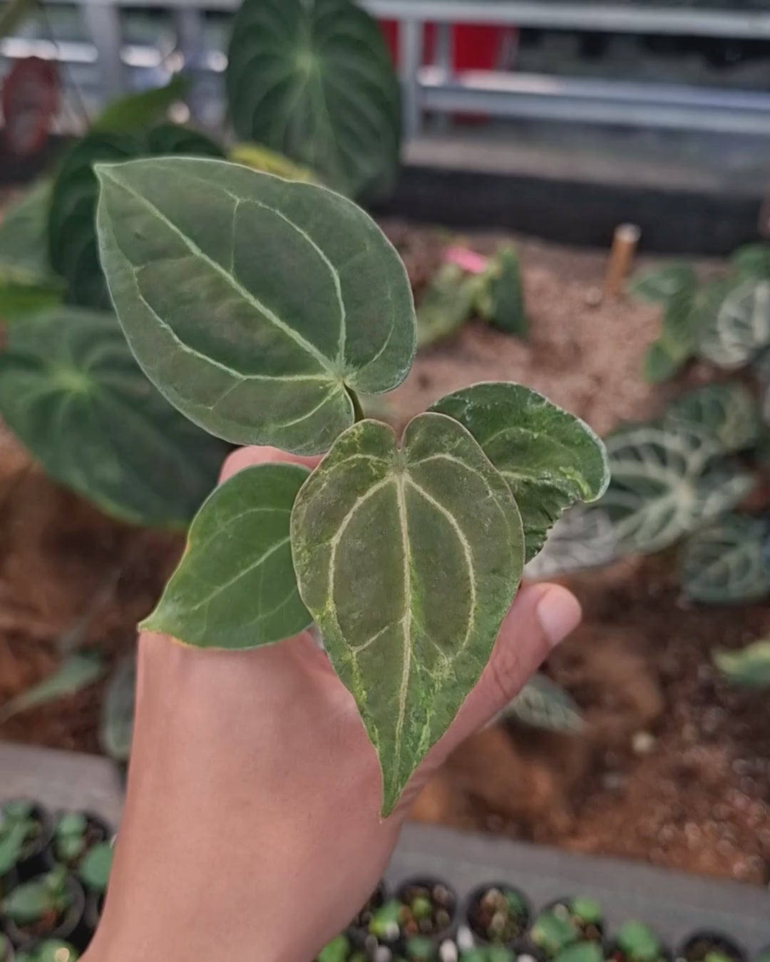 Anthurium Forgetii Blister x Indigo