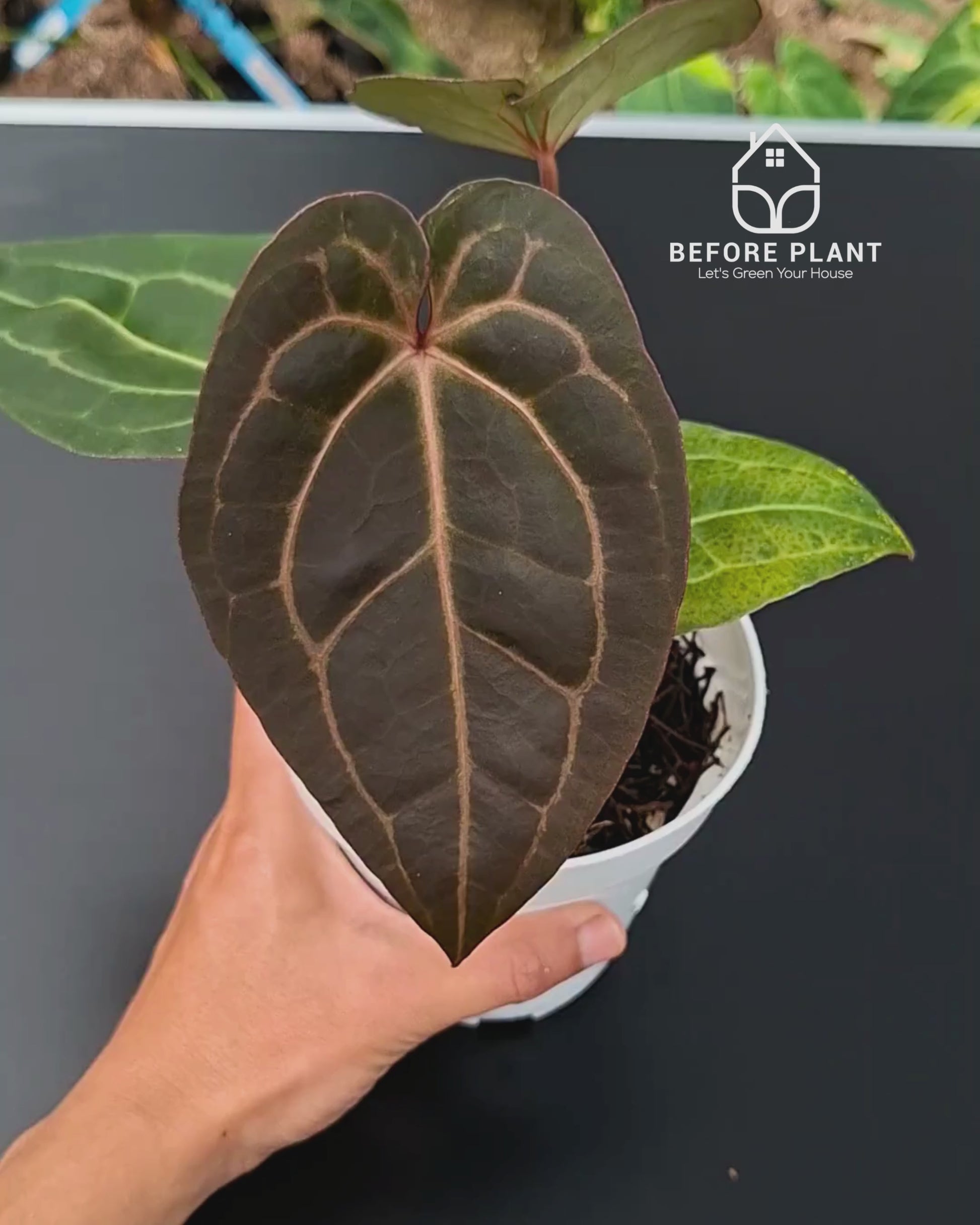 Anthurium Black Muscle x Tortoise Grey