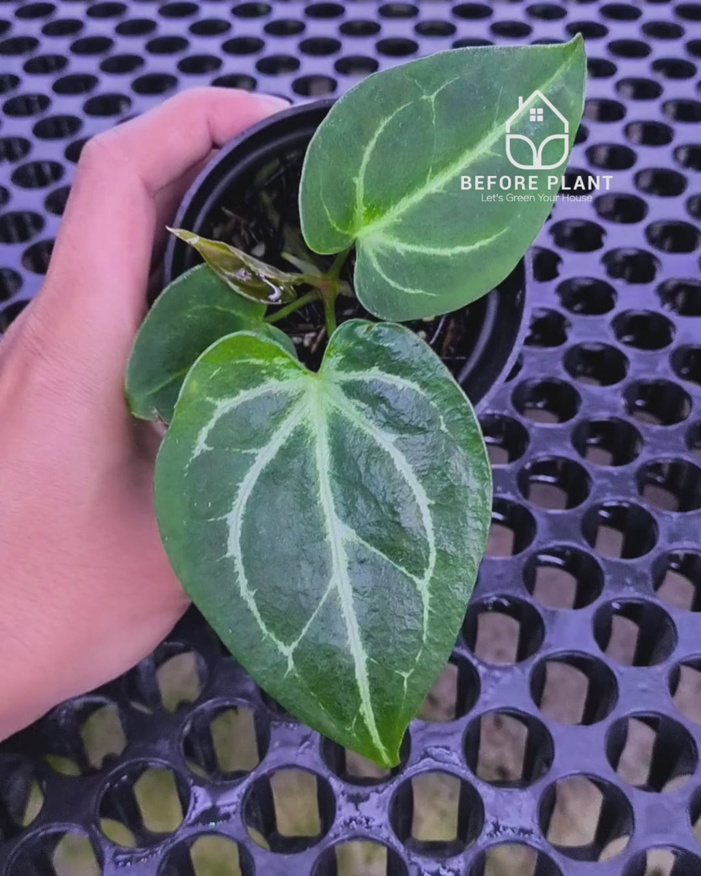 Anthurium Porti NSE x Dressleri NSE