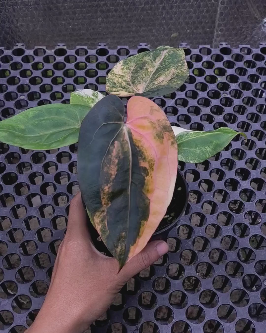 Anthurium Black Venom x Twilight Armor