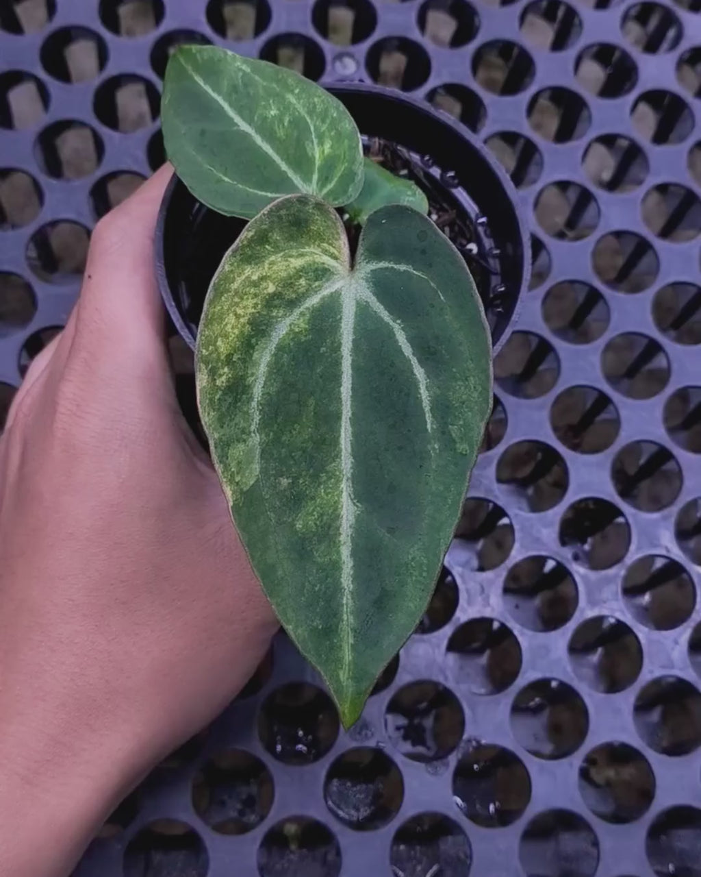Anthurium Black Venom x Angela Black Widow