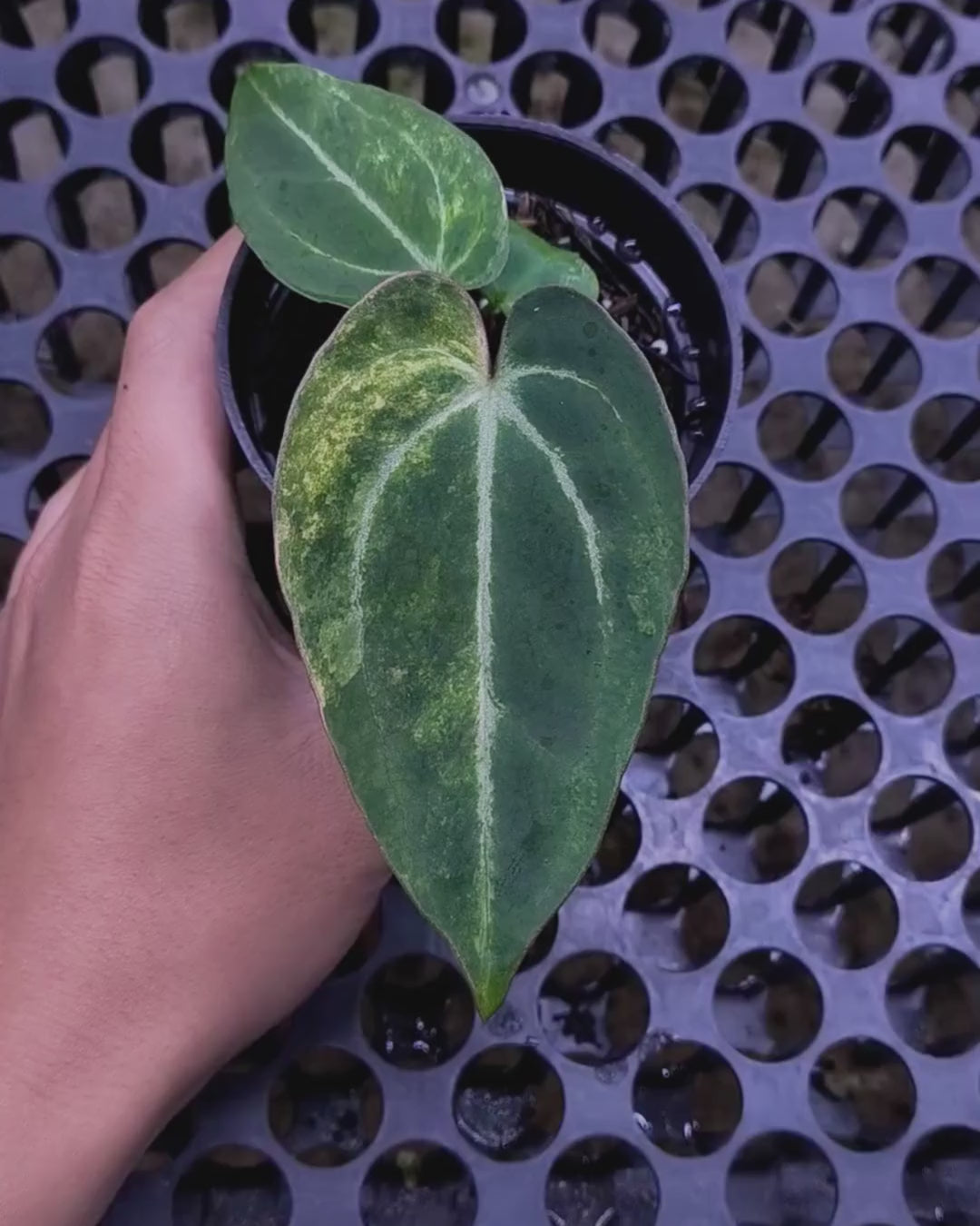 Anthurium Black Venom x Angela Black Widow