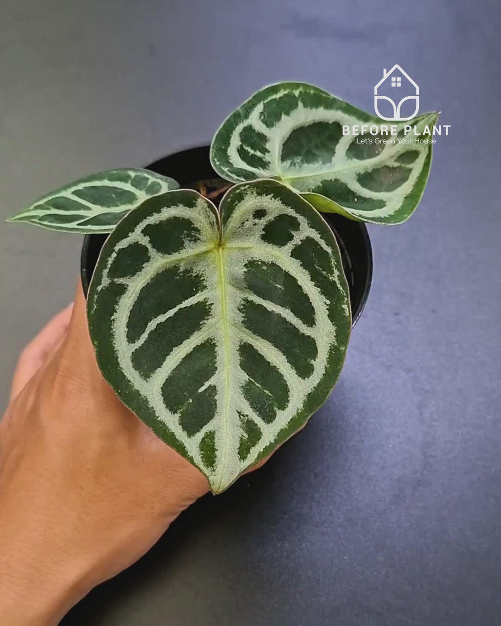 Anthurium Dorayaki x Red Tiger