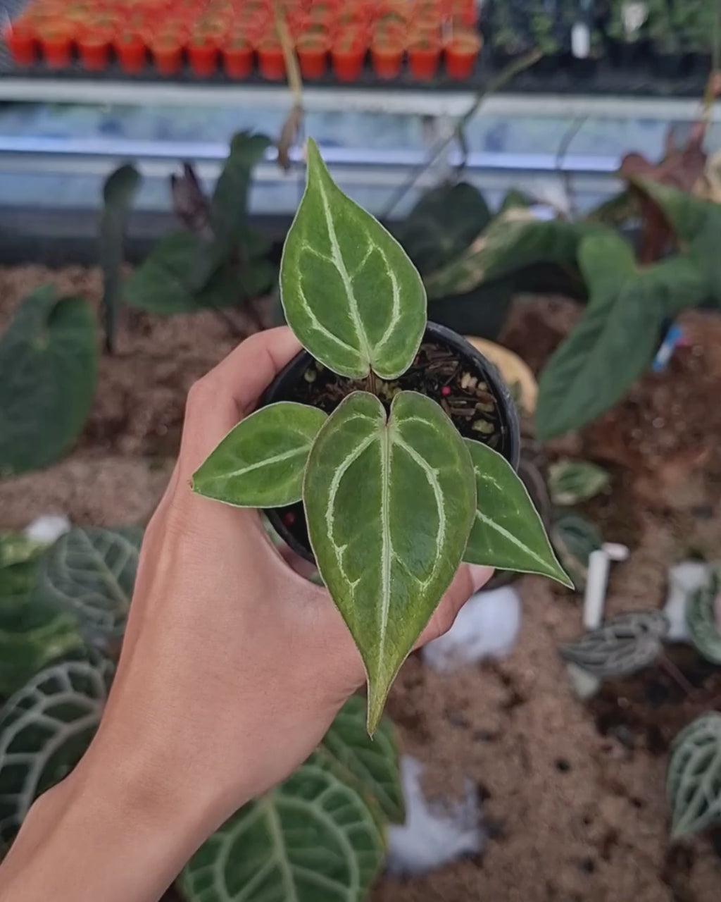 Anthurium Papillilaminum Mint