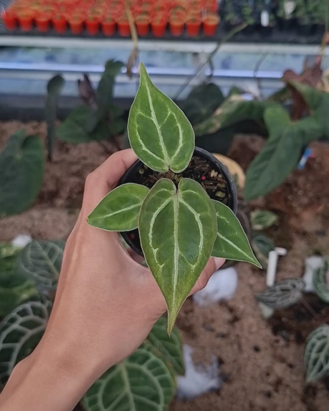 Anthurium Papillilaminum Mint