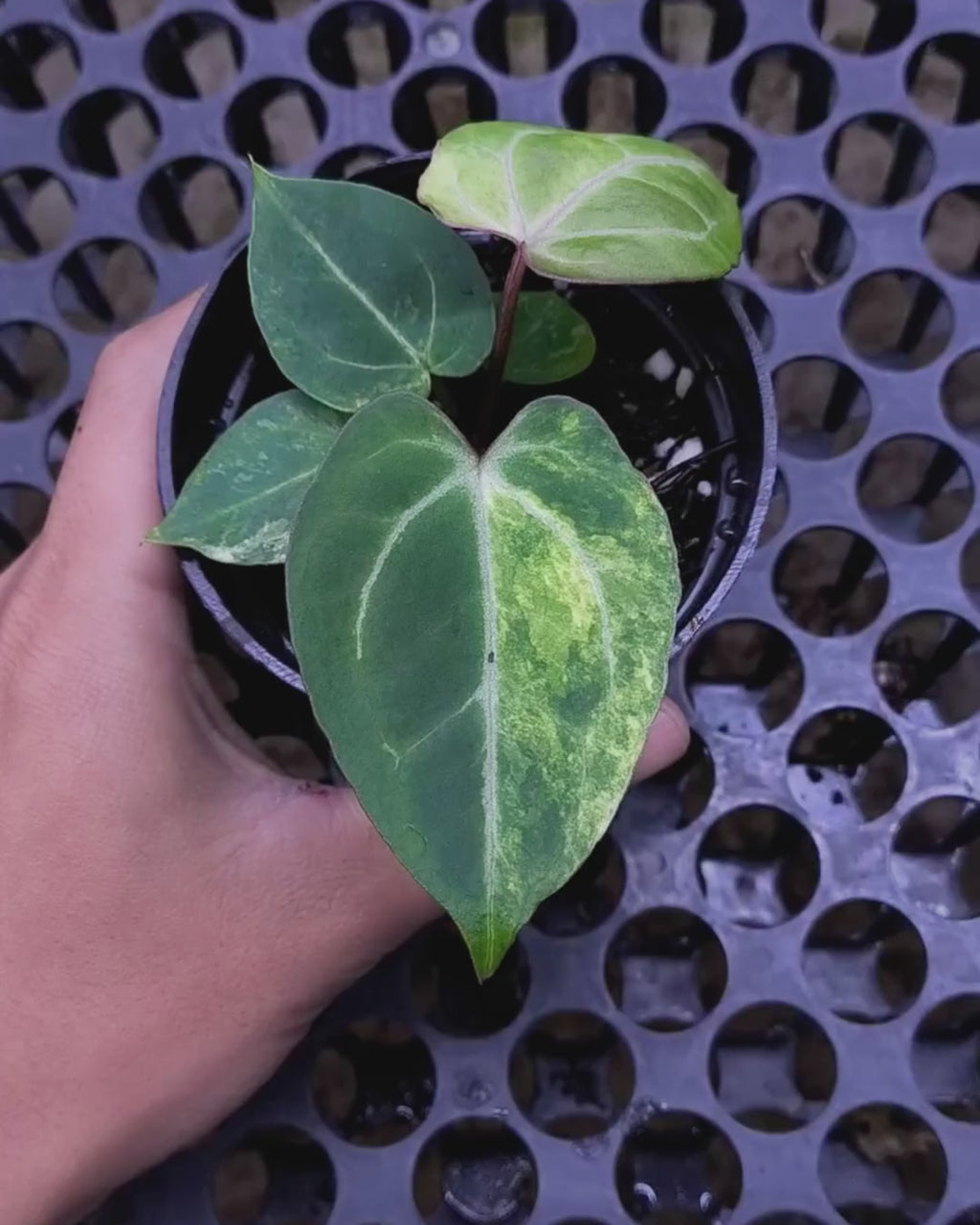 Anthurium Black Venom x Angela Black Widow