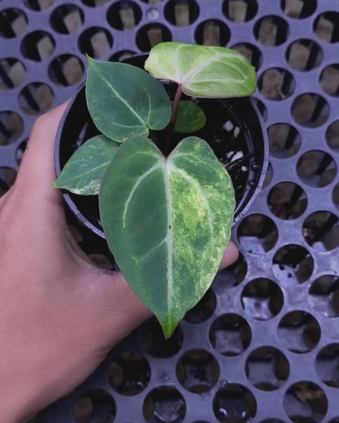 Anthurium Black Venom x Angela Black Widow