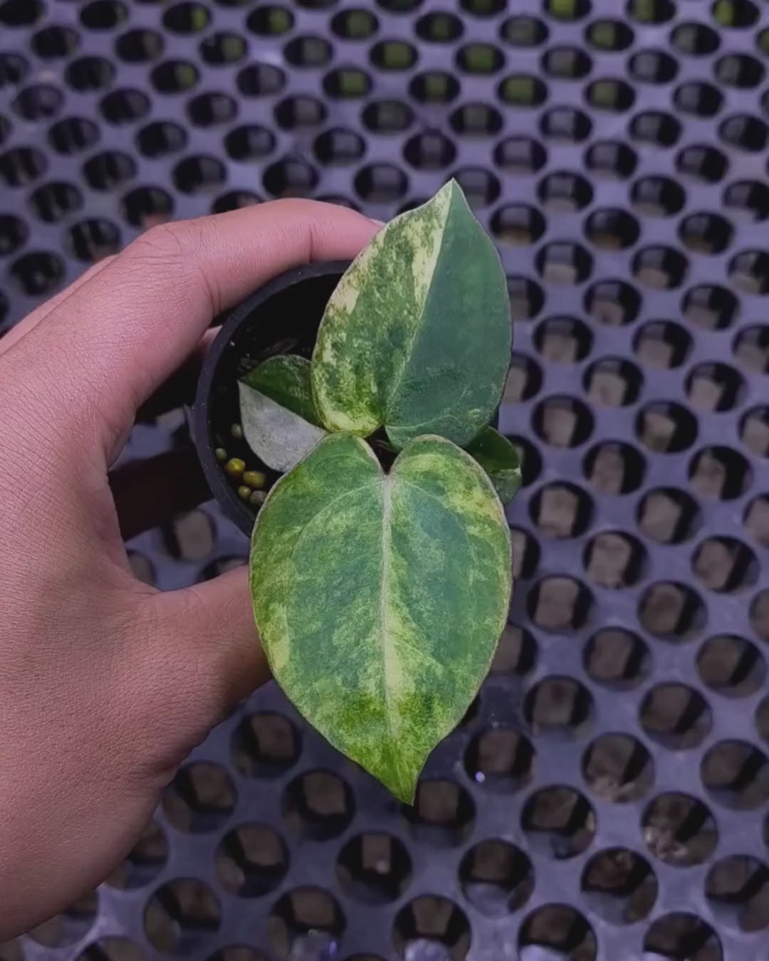 Anthurium Black Venom x RVC Michelle